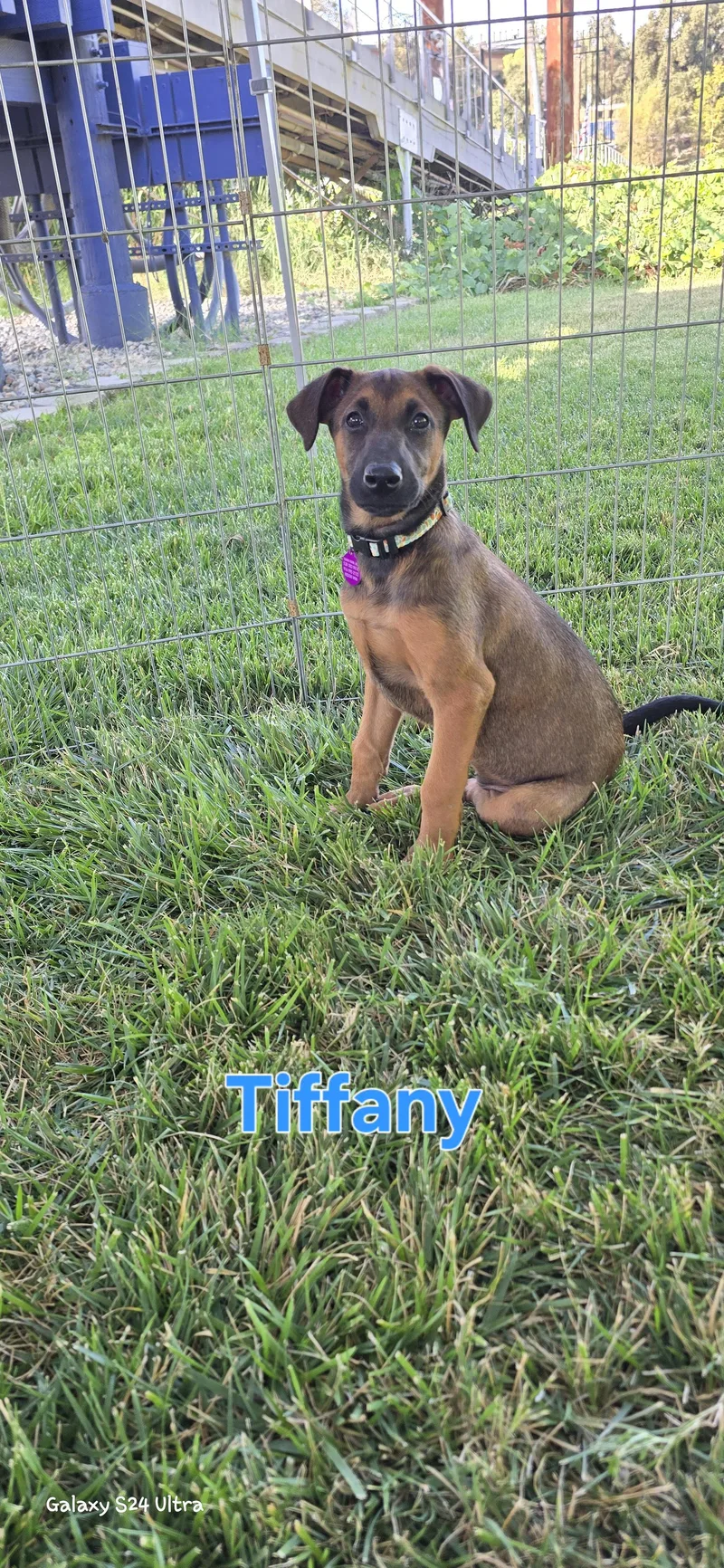 Tiffany