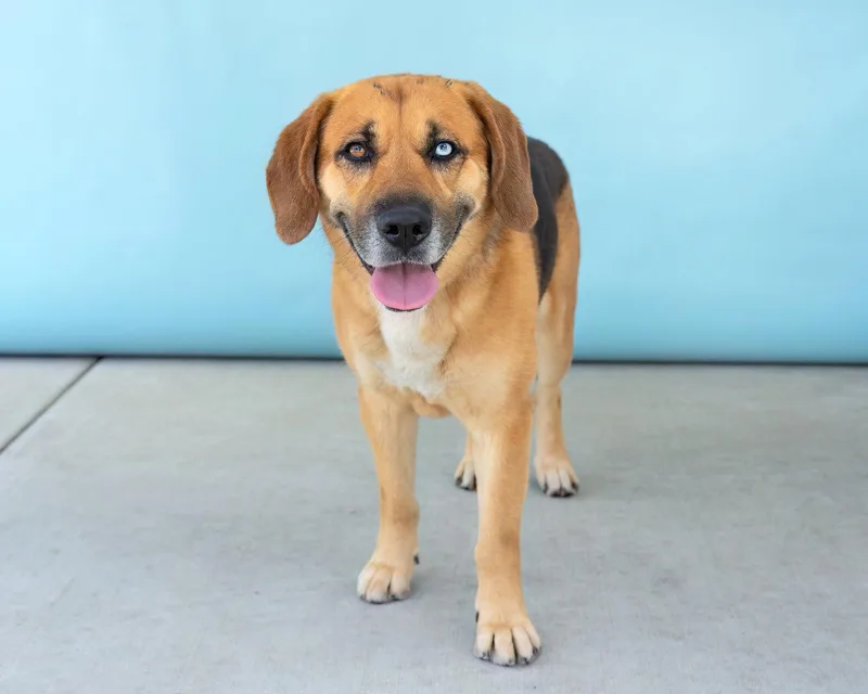 An adult medium-sized male Beagle dog named Max for adoption in Pasadena, CA