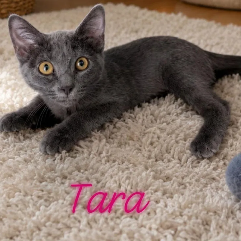 A baby small-sized female Russian Blue cat named Tara for adoption in Mabank, TX