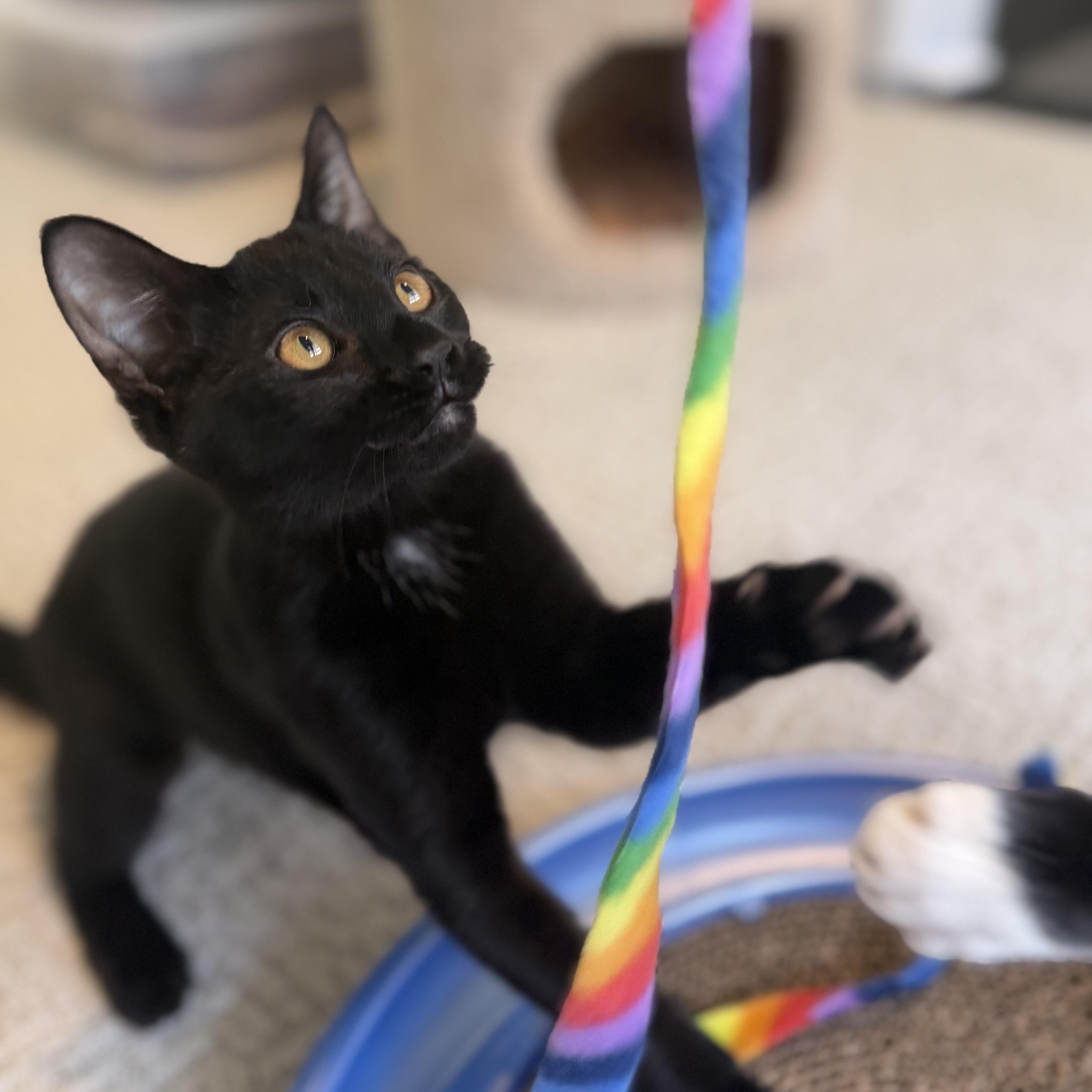 A baby medium-sized female Black Domestic Short Hair cat named Daisy for adoption in Sewell, NJ