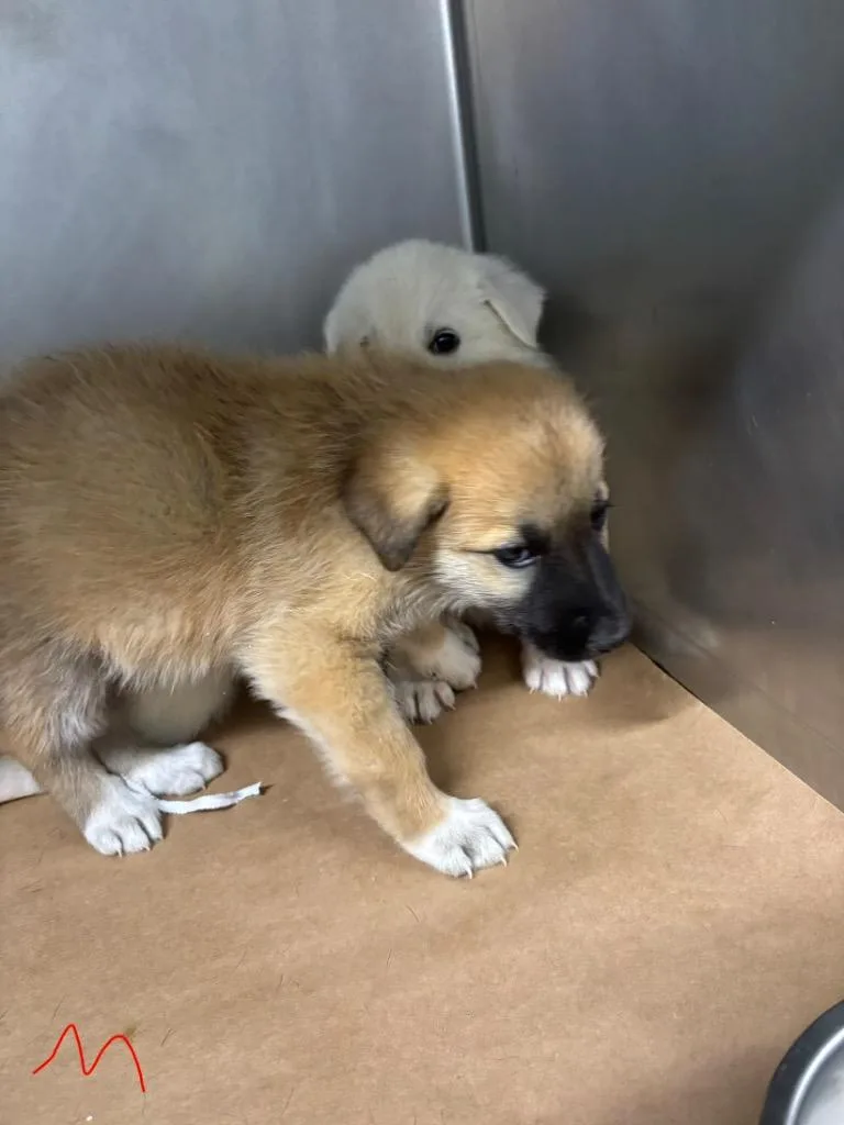 A baby large-sized male Great Pyrenees dog named Jojo for adoption in Cartersville , GA
