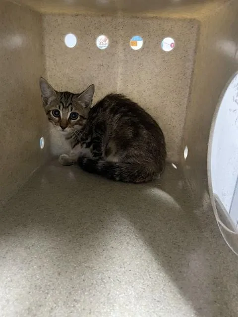 A baby small-sized female Domestic Short Hair cat named Cherry for adoption in Tallahassee, FL