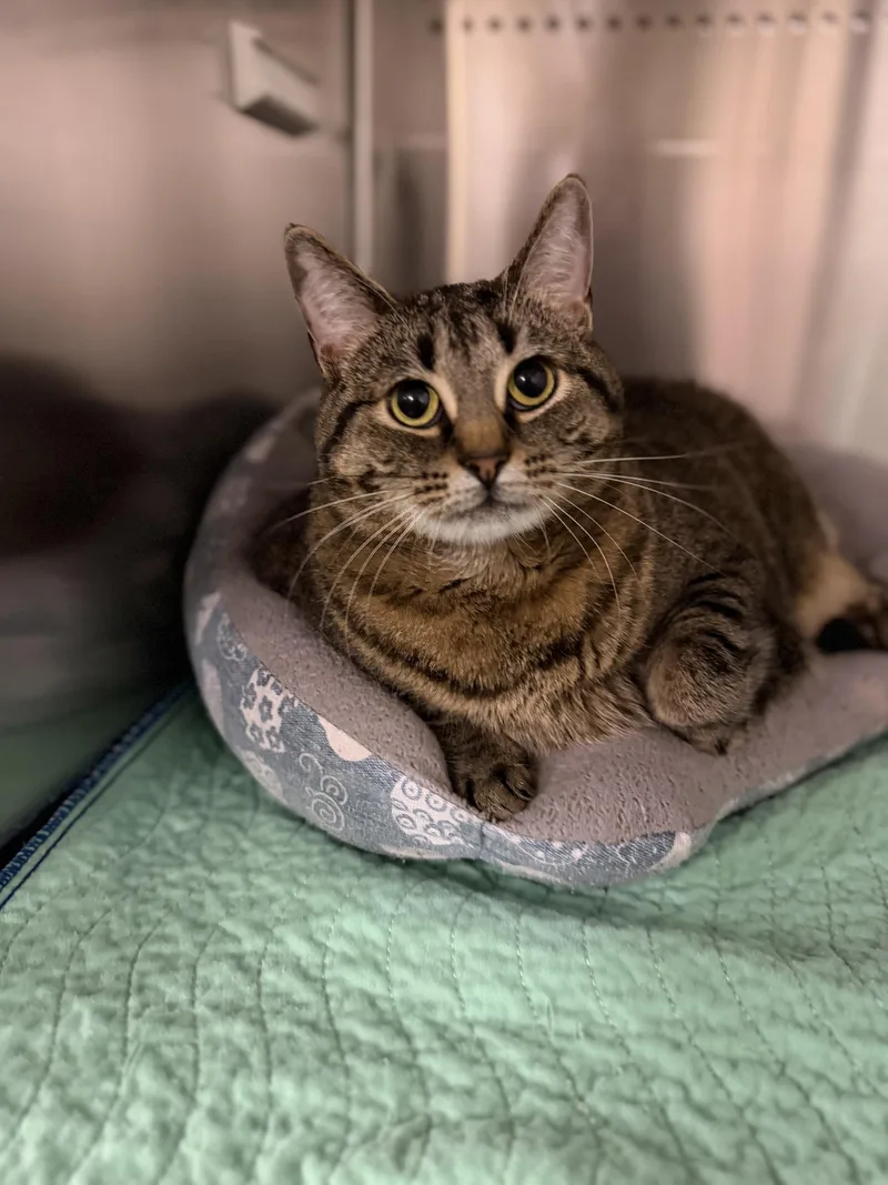 An adult extra large-sized female Tabby (Brown / Chocolate) Domestic Short Hair cat named Missy for adoption in West Haven, CT