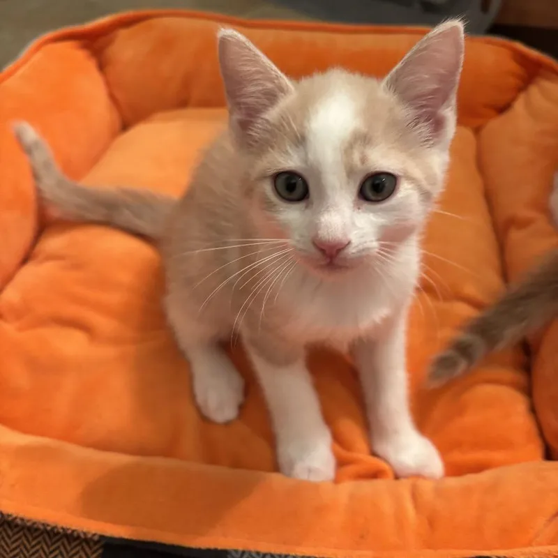 A baby small-sized male Buff / Tan / Fawn Domestic Short Hair cat named Rusty for adoption in Bel Air, MD