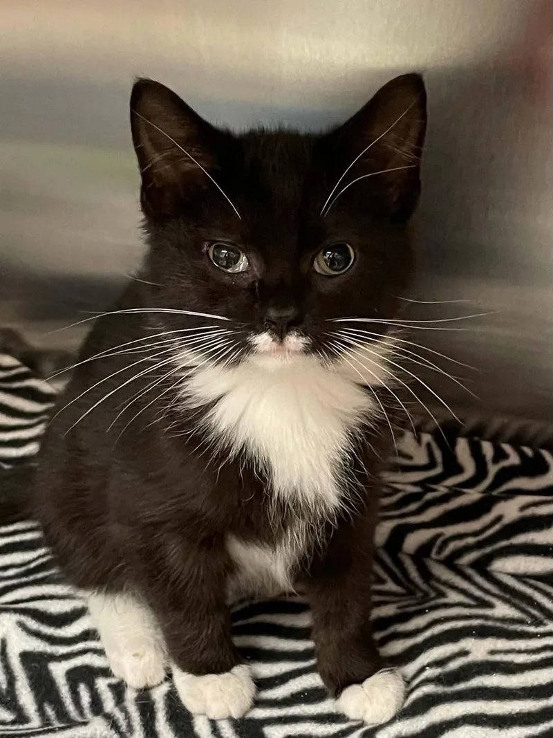 A young medium-sized male Black & White / Tuxedo Domestic Short Hair cat named Billy for adoption in Covington, VA