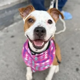 An adult medium-sized female Yellow / Tan / Blond / Fawn Mixed Breed dog named Luna for adoption in Wappingers Falls, NY