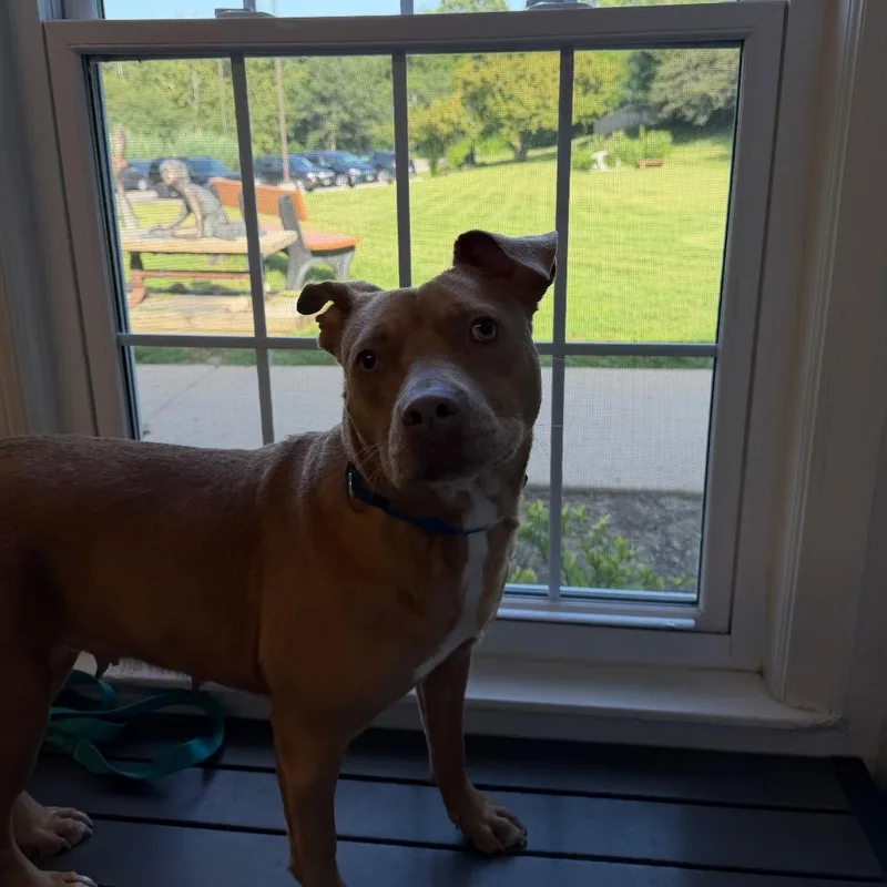 An adult medium-sized female Yellow / Tan / Blond / Fawn English Bulldog dog named Joni for adoption in South Elgin, IL