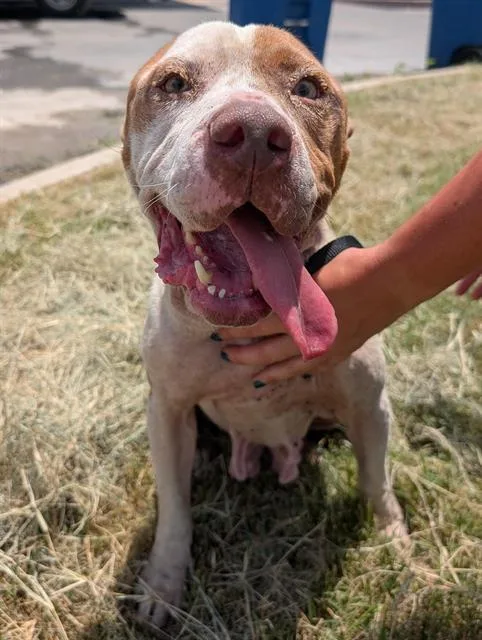 An adult medium-sized female American Staffordshire Terrier dog named Harmony for adoption in San Antonio, TX