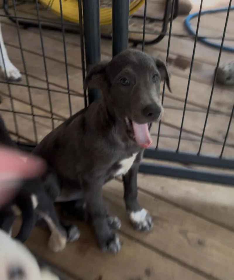 Gracie thumbnail 3