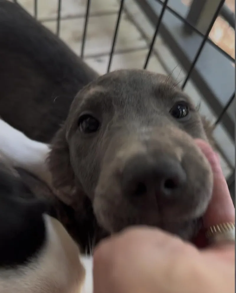 Gracie thumbnail 4