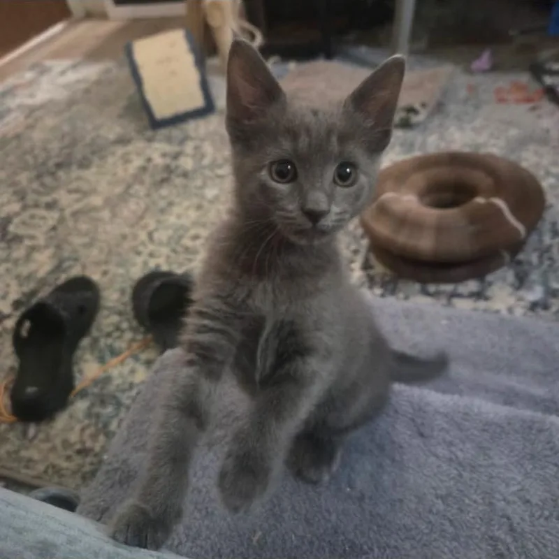 A baby medium-sized male Domestic Short Hair cat named Malachi for adoption in Philadelphia, PA