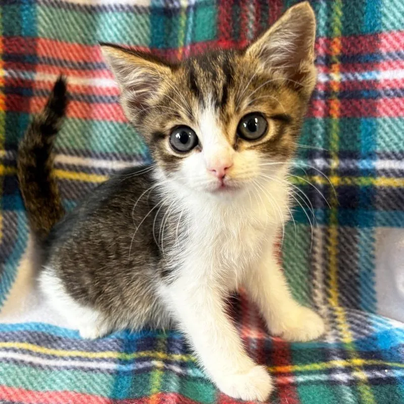 A baby small-sized male Brown / Chocolate Domestic Short Hair cat named Wellington for adoption in Mount Juliet, TN