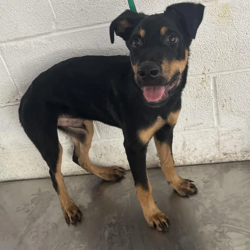 A young medium-sized male Rottweiler dog named Jello for adoption in Edinburg, TX