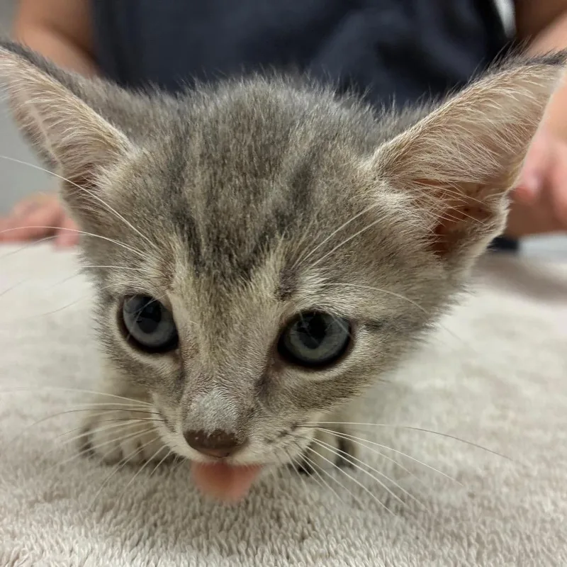 A baby small-sized female Gray / Blue / Silver Domestic Short Hair cat named Hibiscus for adoption in Corpus Christi, TX