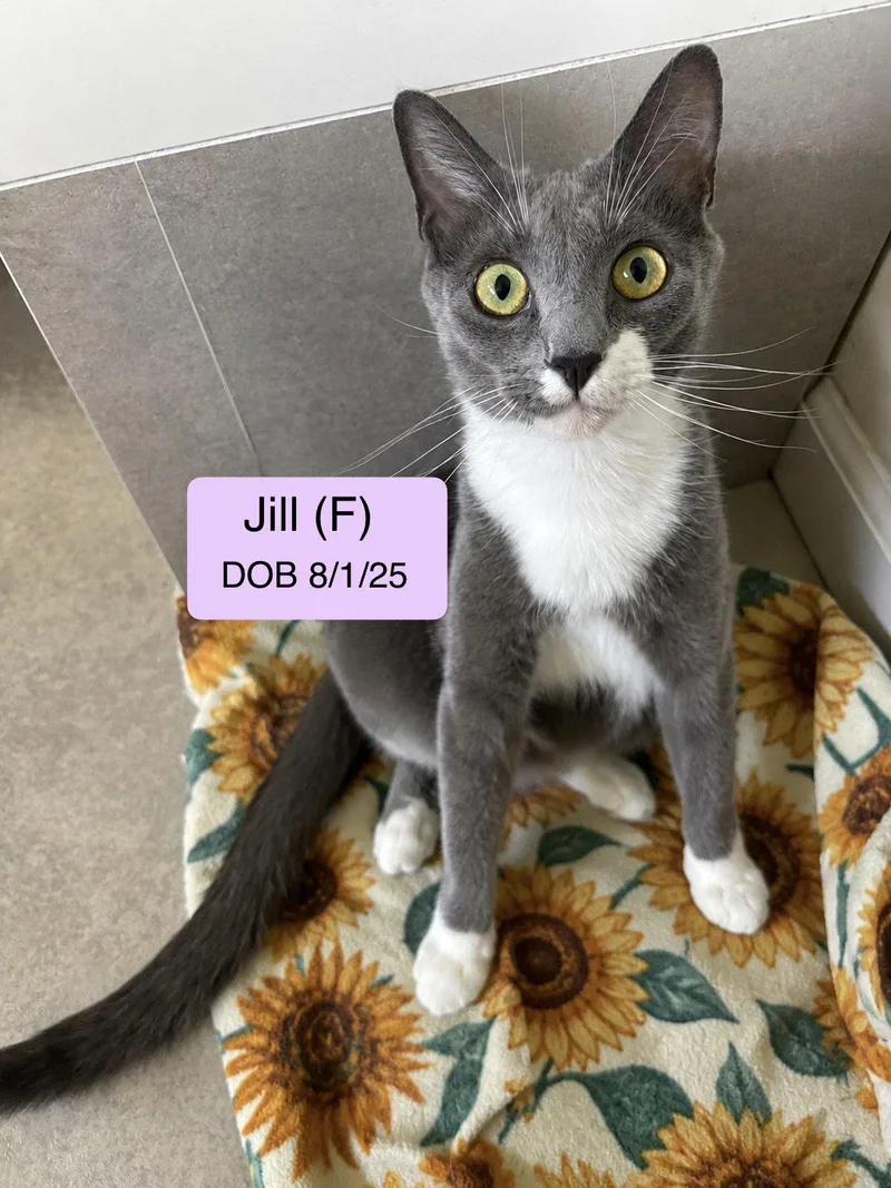 Jill