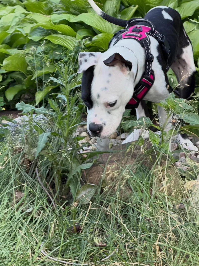 A young medium-sized male Black Pit Bull Terrier dog named Lefty for adoption in Minneapolis, MN