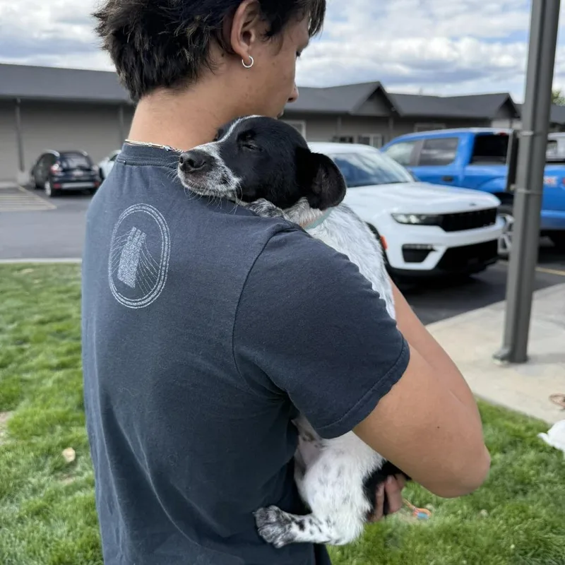 A baby small-sized male Black Australian Cattle Dog / Blue Heeler dog named 61982 for adoption in Bend, OR