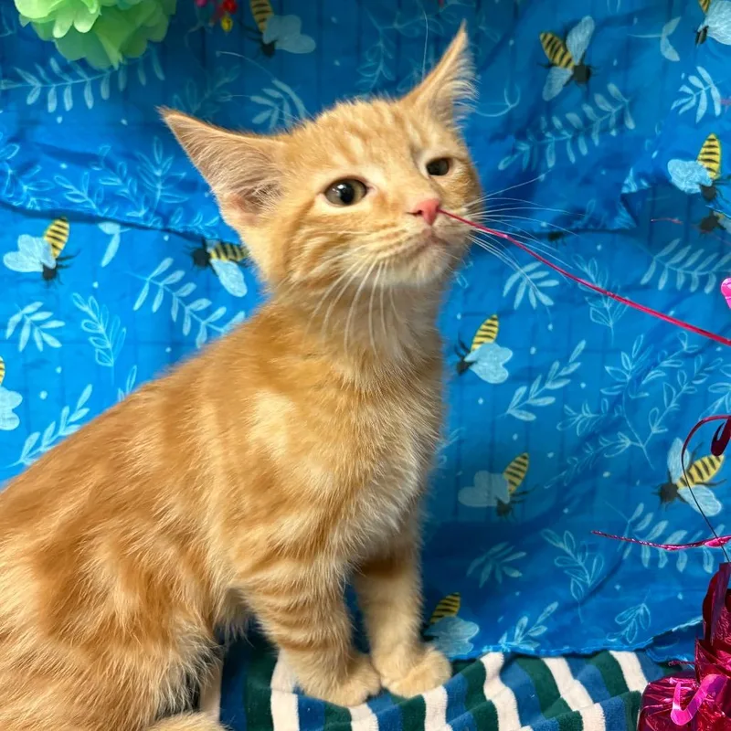 Cinnamon thumbnail 2