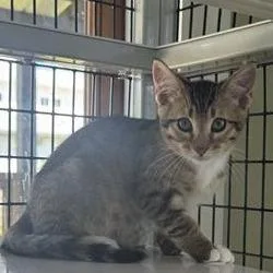 A baby small-sized male American Shorthair cat named Leopard for adoption in Freeport, FL