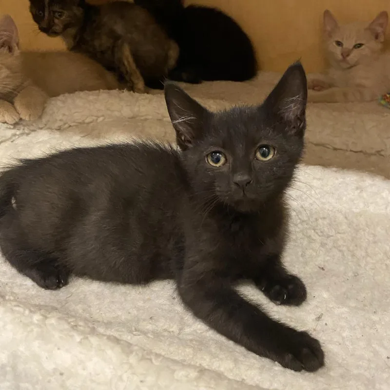 A baby small-sized male Black Domestic Short Hair cat named Ant for adoption in Washington Township, OH