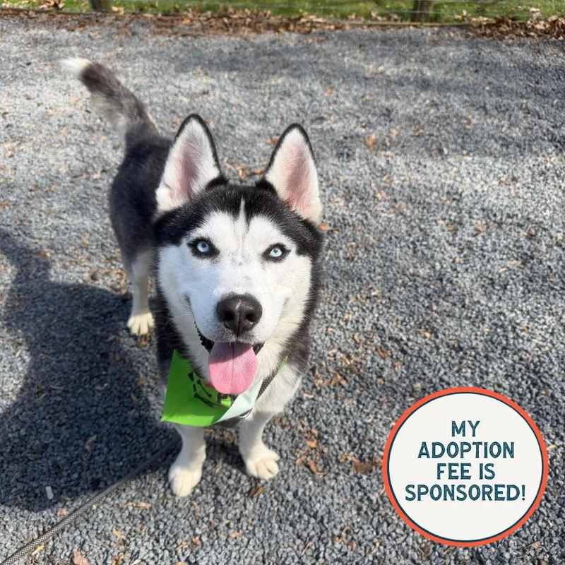 An adult medium-sized male Black Husky dog named Igloo for adoption in Birdsboro, PA