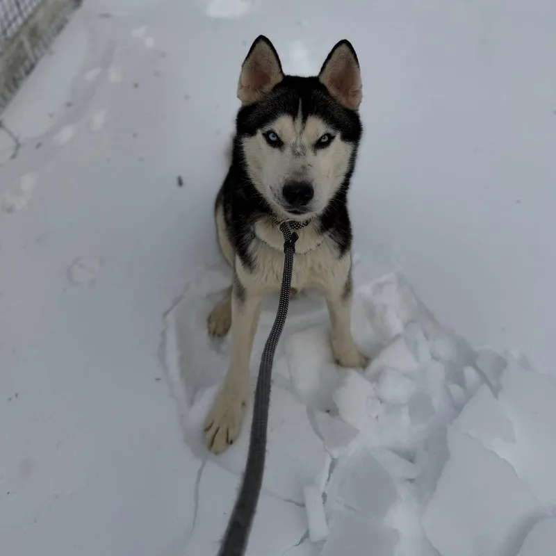 Igloo thumbnail 4
