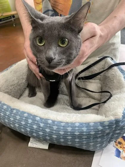 An adult small-sized female Domestic Short Hair cat named Jane Doe for adoption in New Orleans, LA