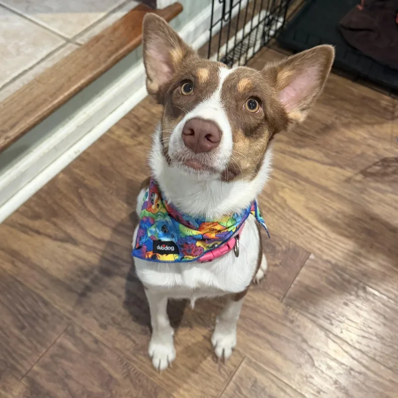 A young medium-sized female Red / Chestnut / Orange Australian Shepherd dog named Amber for adoption in Louisburg, KS