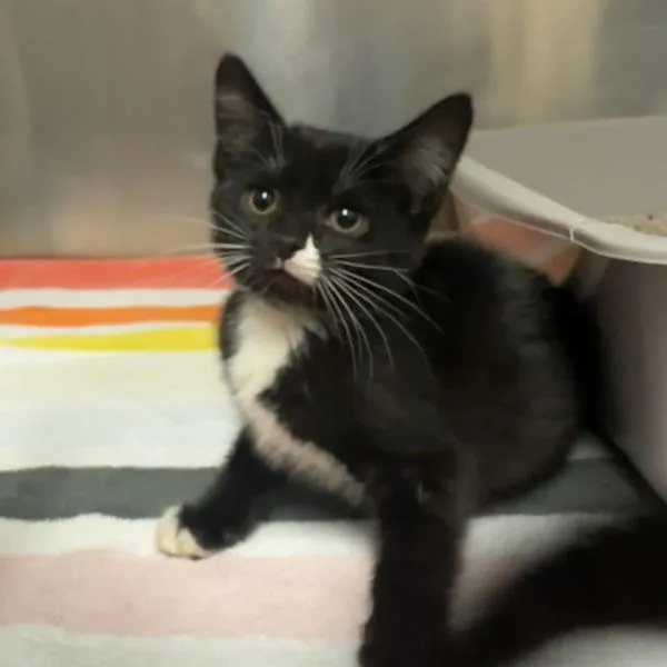A baby small-sized female Domestic Short Hair cat named C J for adoption in Walnut Creek, CA