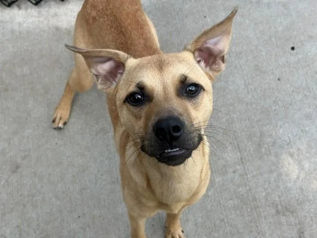 A young small-sized female Pit Bull Terrier dog named Margo for adoption in Tulsa, OK