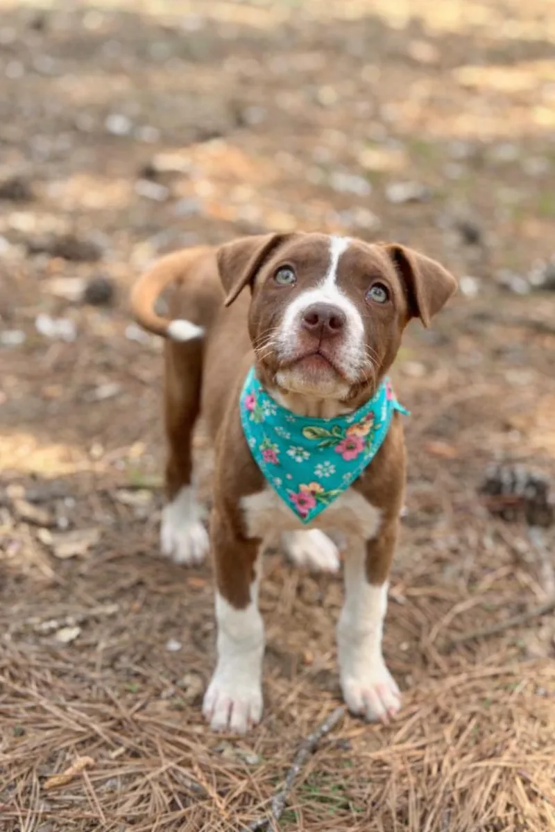 A baby medium-sized female Brown / Chocolate American Staffordshire Terrier dog named Mocha for adoption in Brierfield, AL