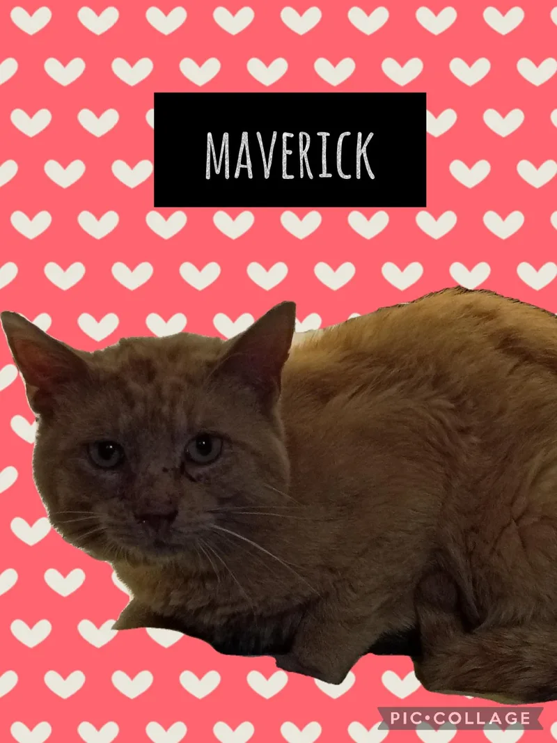 Maverick