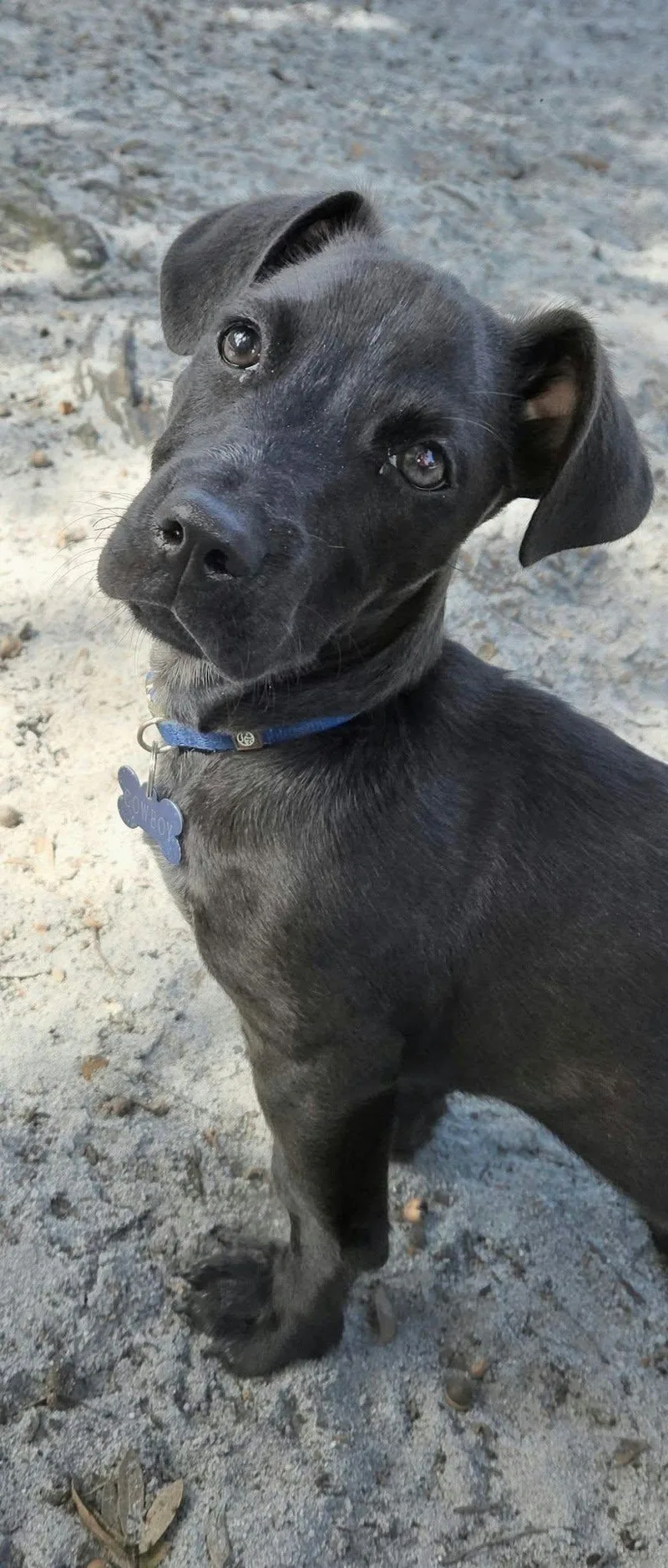 A baby medium-sized male Black Dachshund dog named Cowboy for adoption in Umatilla, FL
