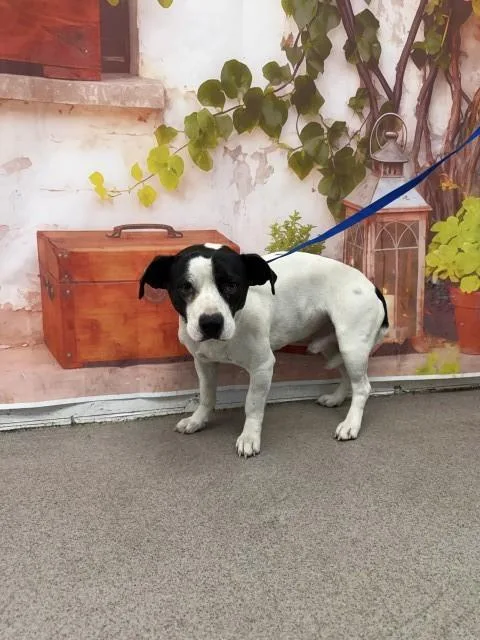 A young small-sized male Terrier dog named Baxter for adoption in San Bernardino, CA