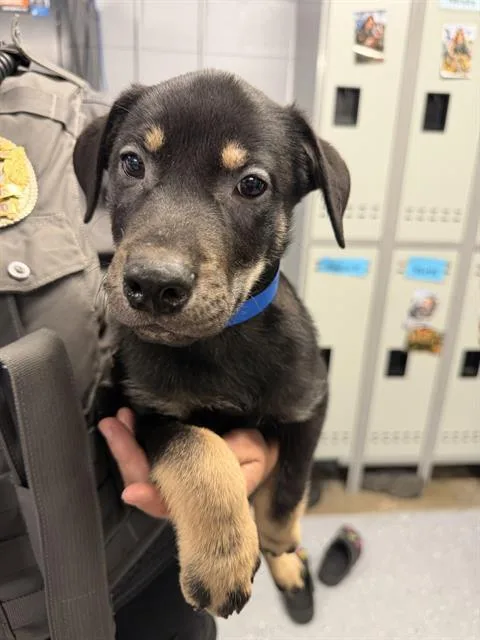 A baby small-sized male Siberian Husky dog named Boy  Flash for adoption in Casper, WY
