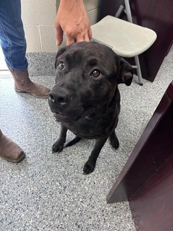 An adult medium-sized female Black Rottweiler dog named Bonnie for adoption in Burgaw, NC