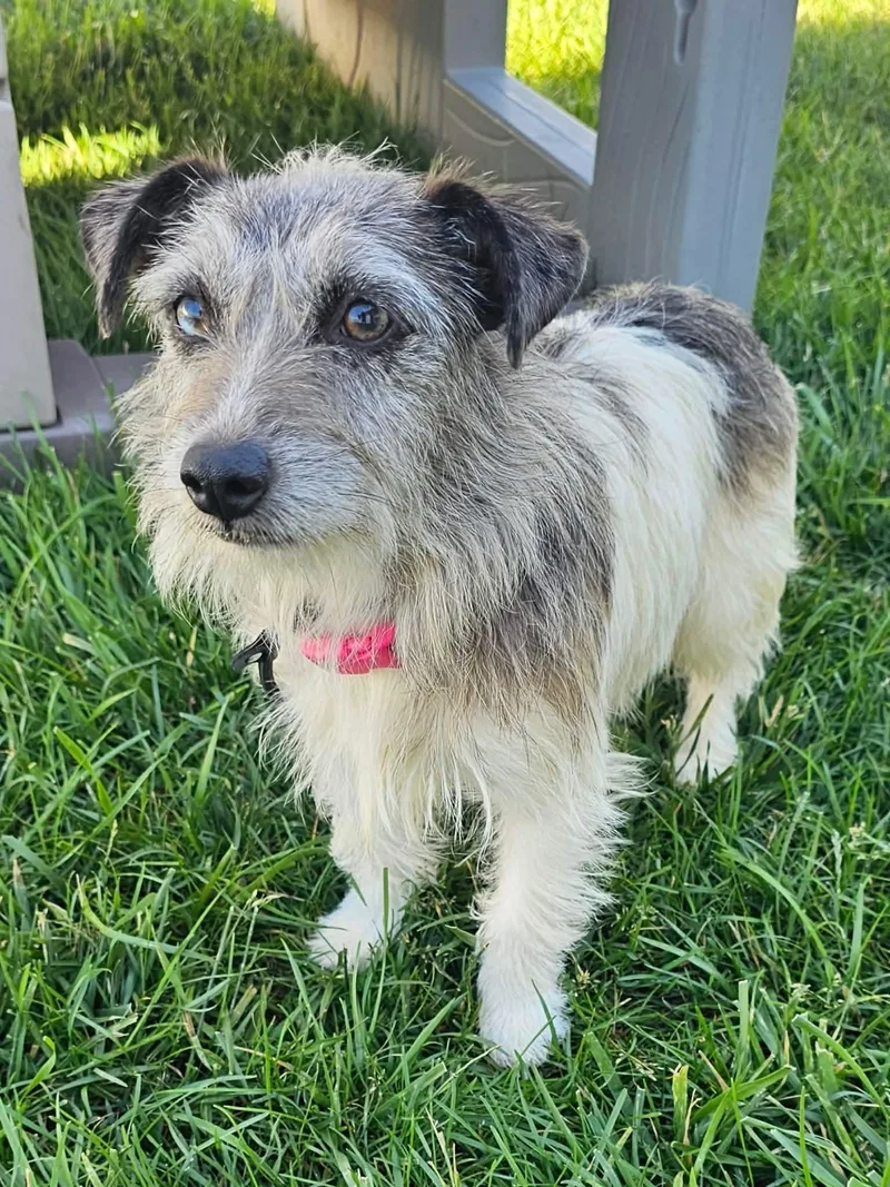 An adult small-sized female Jack Russell Terrier dog named Morgan for adoption in Minooka, IL