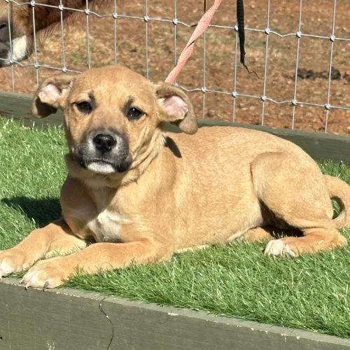 A baby small-sized female Apricot / Beige Mixed Breed dog named Muenster for adoption in Bellmawr, NJ