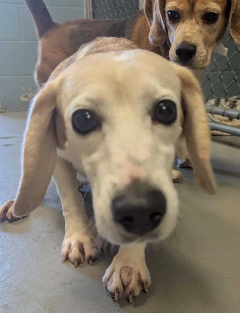 A senior medium-sized female Beagle dog named Sophia for adoption in Barron, WI