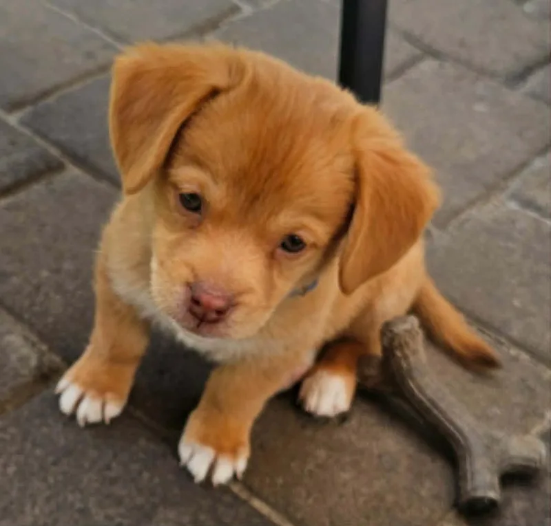 A baby medium-sized male Mixed Breed dog named Derpy for adoption in Mesa, AZ