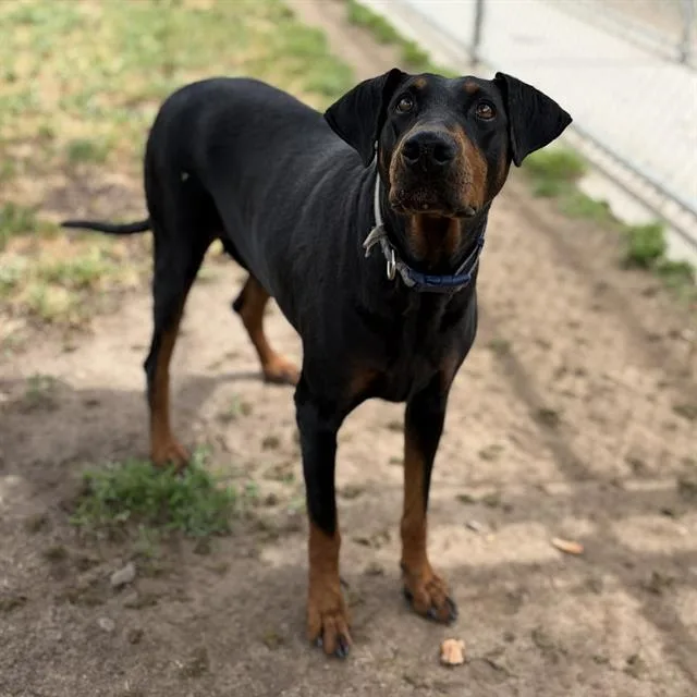 An adult large-sized female Doberman Pinscher dog named Darla for adoption in Modesto, CA