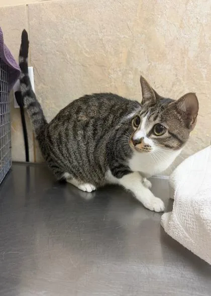 A baby small-sized female Domestic Short Hair cat named Daisy for adoption in Honolulu, HI