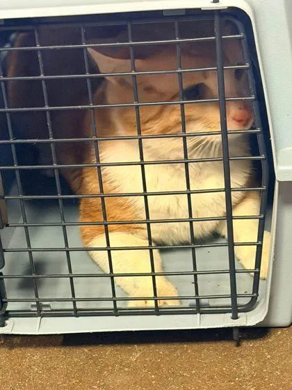 A young medium-sized male Domestic Short Hair cat named Denali for adoption in Hobart, IN