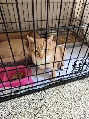A young small-sized male Domestic Short Hair cat named Mango for adoption in Clarks Summit, PA