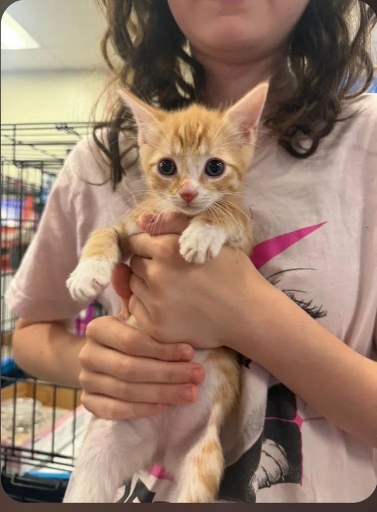 A baby small-sized female Domestic Short Hair cat named Tanner for adoption in San Jacinto, CA