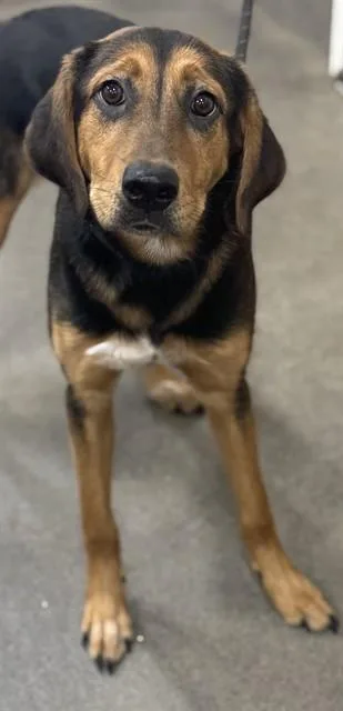 A young large-sized female English Coonhound dog named Holly for adoption in Upper Marlboro, MD