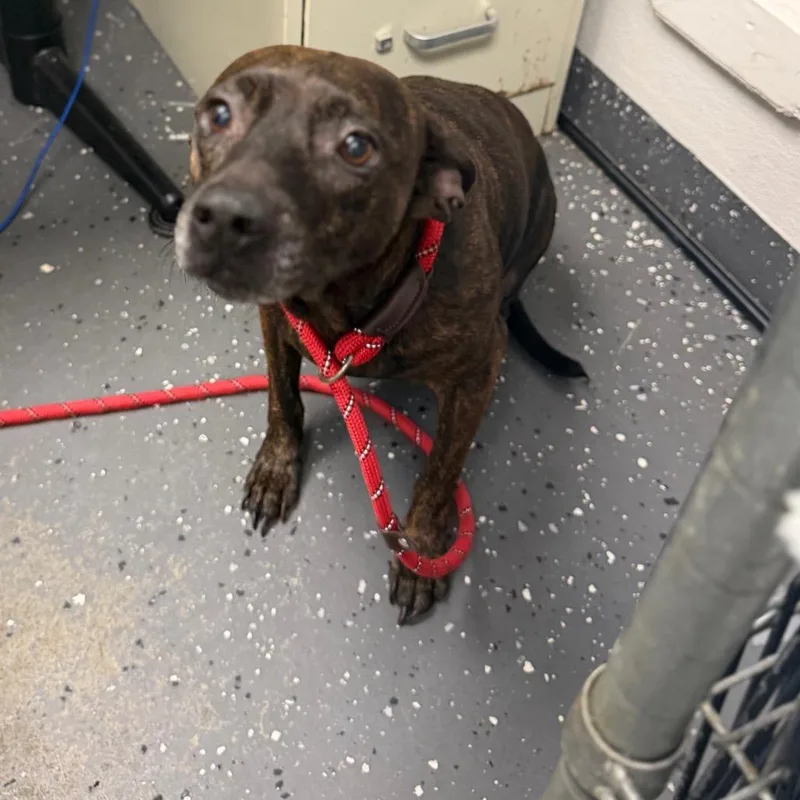 An adult medium-sized female Mixed Breed dog named Sweet Pea for adoption in Columbiana, AL