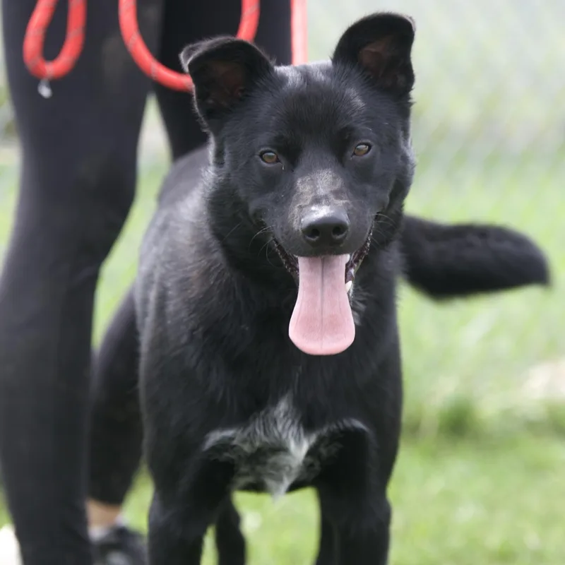 A young large-sized male Black German Shepherd Dog dog named Bear for adoption in Mount Sterling, KY