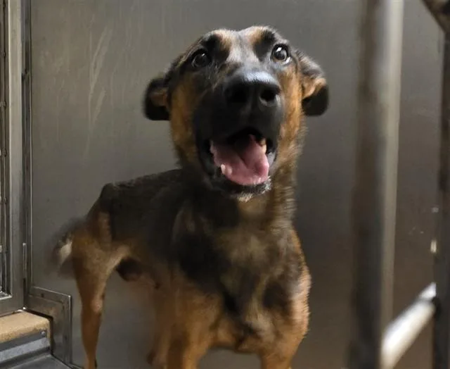 A young large-sized female Belgian Shepherd / Malinois dog named Jessa for adoption in Martinez, CA