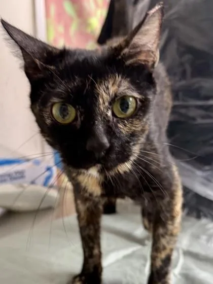 An adult medium-sized female Domestic Short Hair cat named Abby Cadabby for adoption in San Antonio, TX